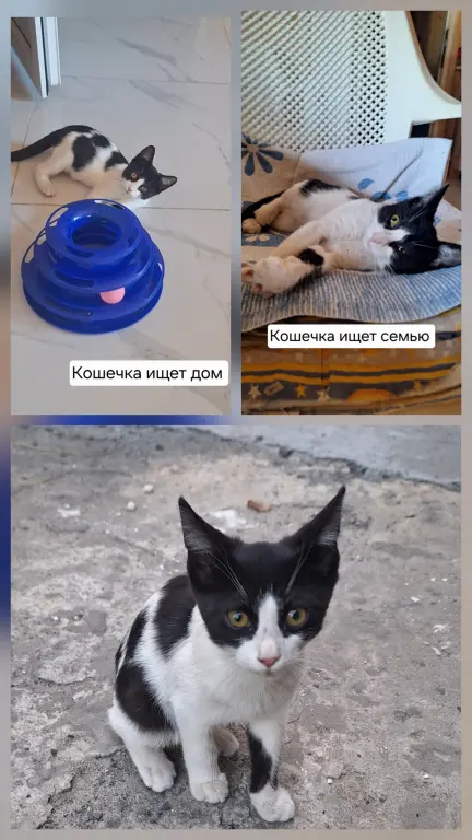 Кошечка в добрые руки