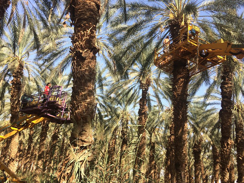Фото: kibbutz-samar.com