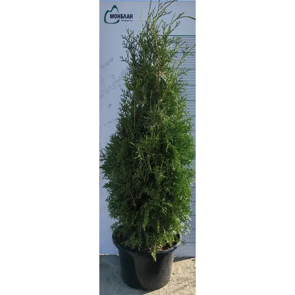 Туя западная Кинг Оф Брабант h100 - 120 см