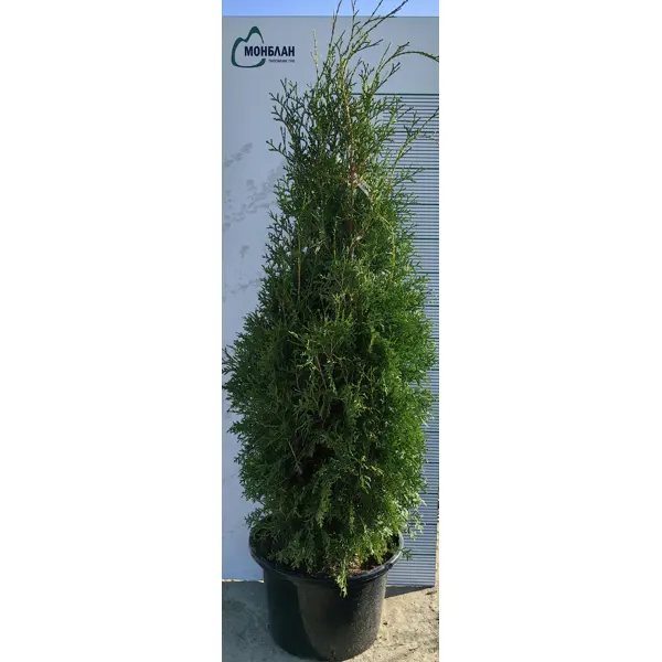 Туя западная Кинг Оф Брабант h120 - 140 см