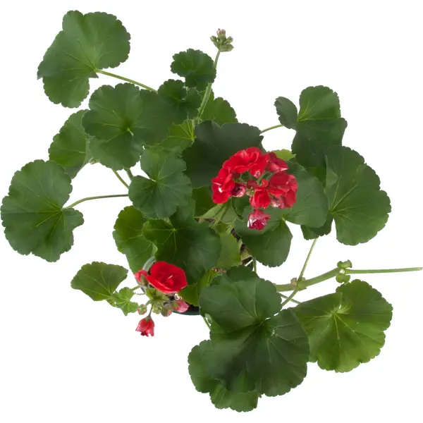 Пеларгония зональная 15x35 см
