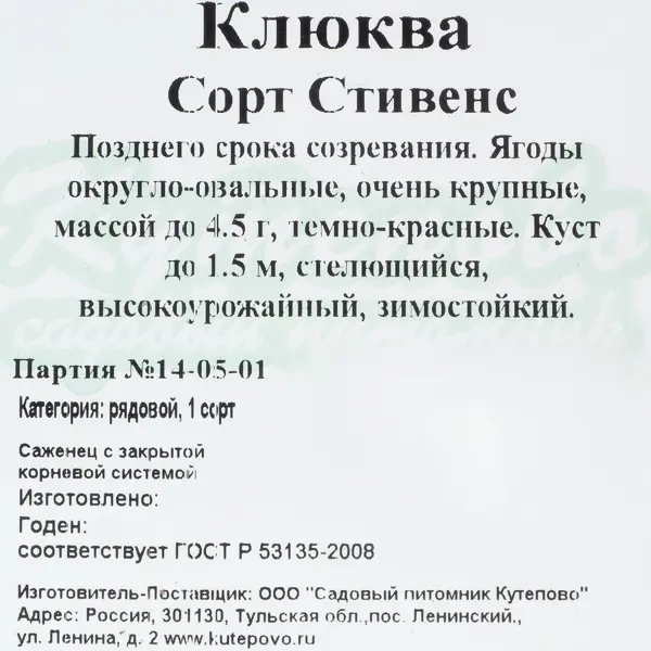 Клюква крупноплодная С1, 30 см