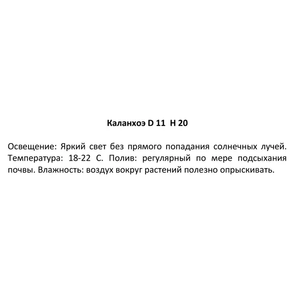 Каланхоэ d11 h20