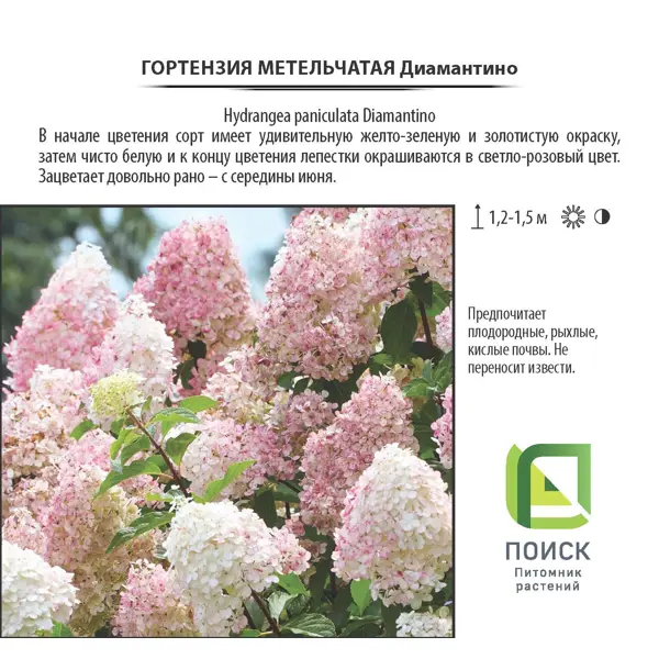 Гортензия Диамантино метельчатая, цветки крыпные, цвет белый