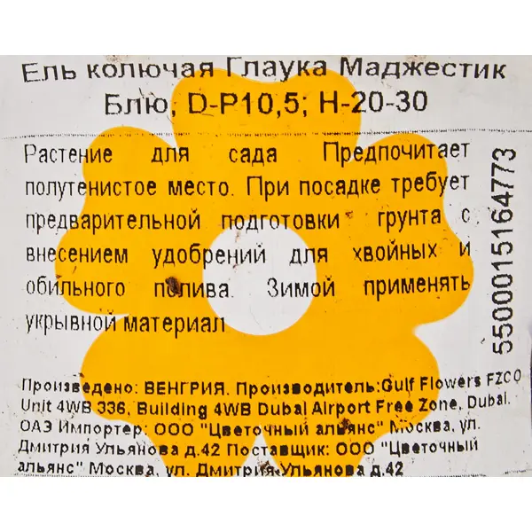 Ель Глаука «Маджестик Блю» 9x25 см
