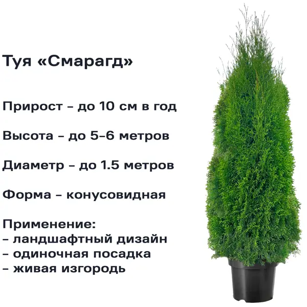Туя Смарагд h120-160 см