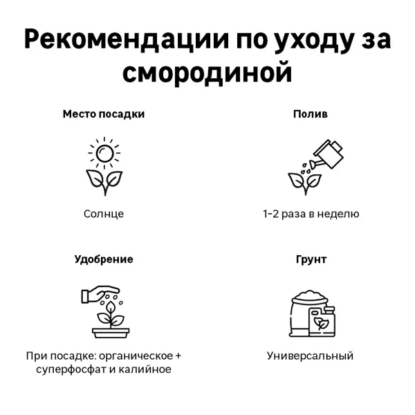 Смородина белая микс ø17 h30 см