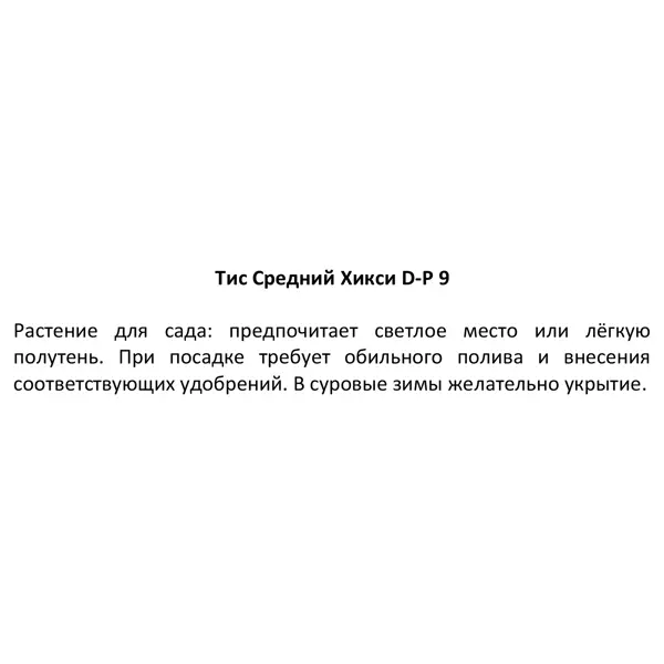 Тис средний Хикси ø9 h15 см