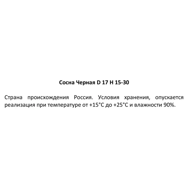 Сосна черная ø17 h15 - 30 см