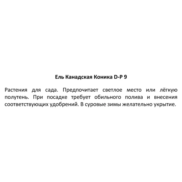 Ель канадская Коника ø10.5 h15 см