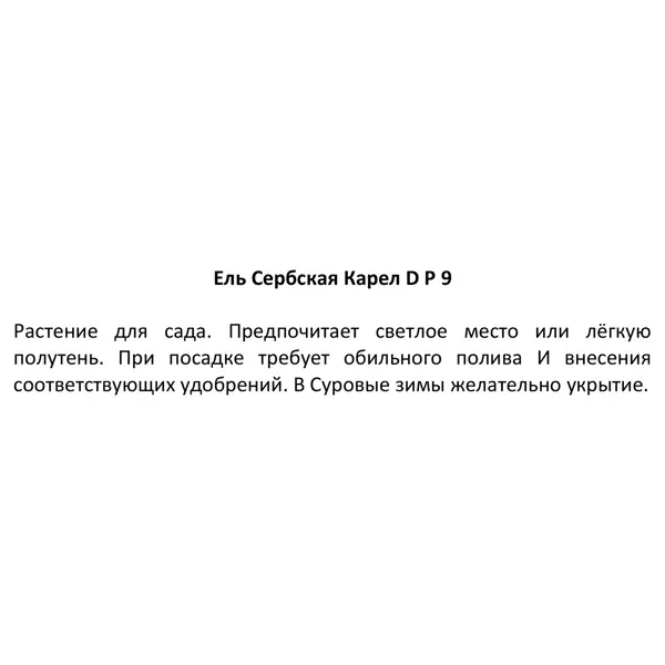 Ель сербская Карел ø9 h15 см