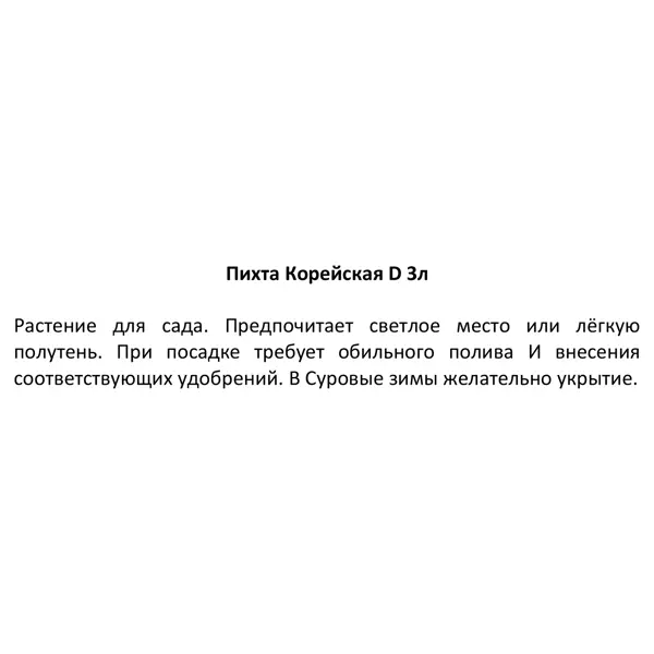 Пихта корейская h20 - 30 см