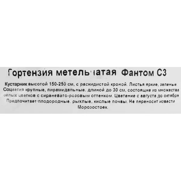 Гортензия Фантом метельчатая, цвет белый/розовый