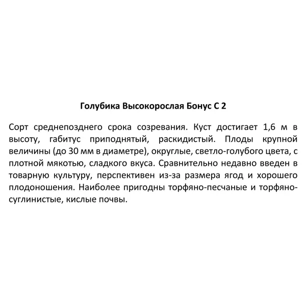 Голубика высокорослая «Бонус», контейнер 2 л