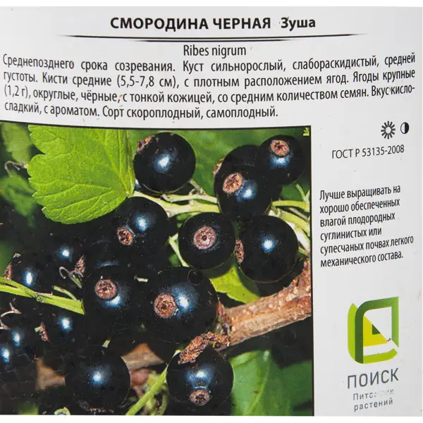 Смородина чёрная «Зуша» 17x30 см