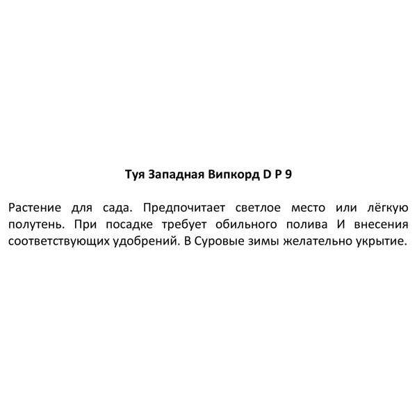 Туя западная Випкорд ø9 h15 см