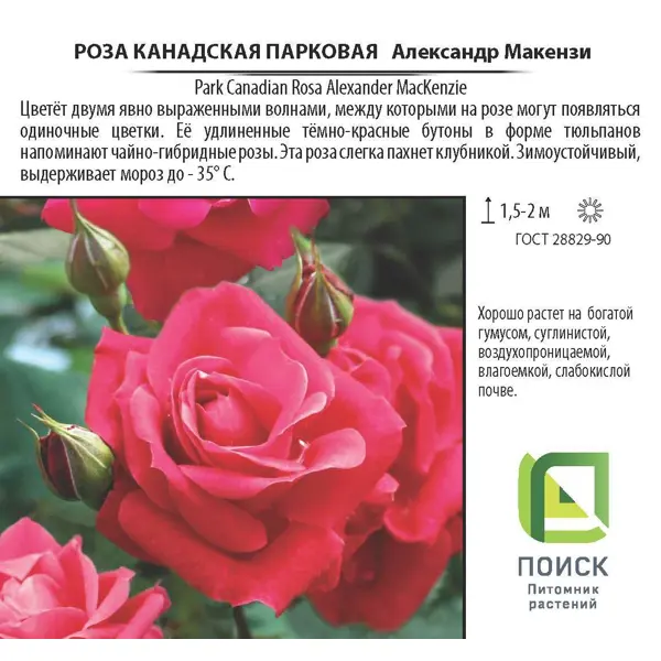 Роза парковая канадская «Александр Макензи», 3.5 л