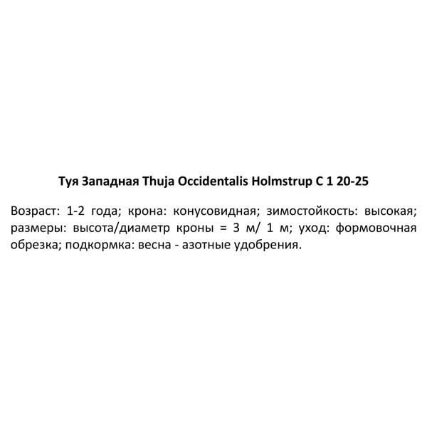 Туя западная Холмструп ø14 h35 см