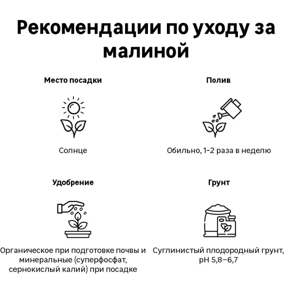 Ежемалина микс ø17 h30 см