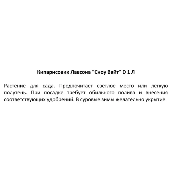 Кипарисовик Лавсона Сноу Вайт h15 см
