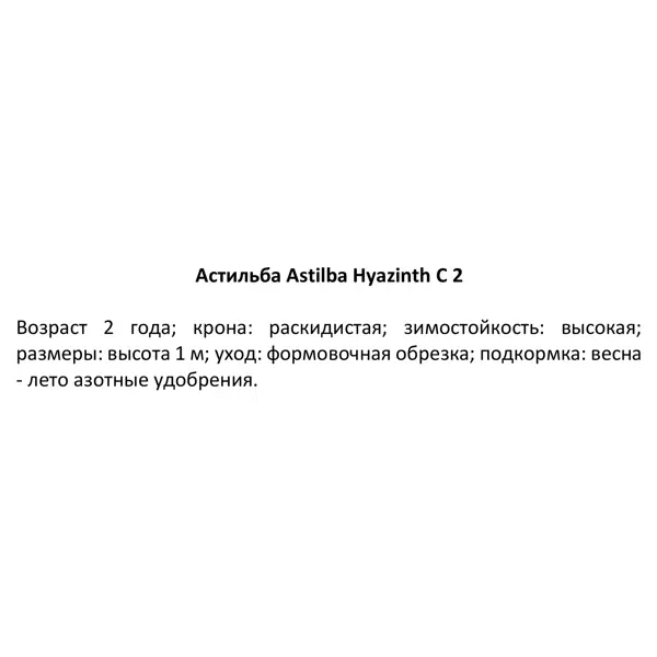 Астильба Гиацинт ø15 h40 см
