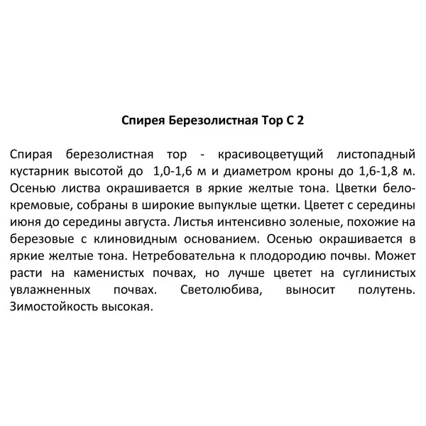 Саженец Спирея березолистная Тор ø15 h150 см