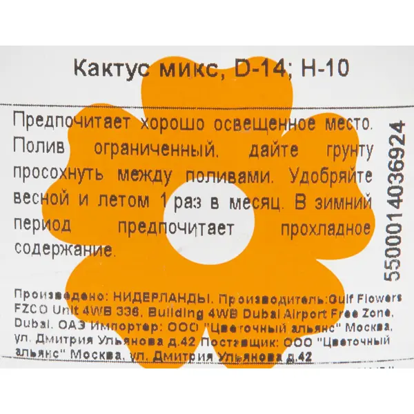 Кактус микс 14x10 см
