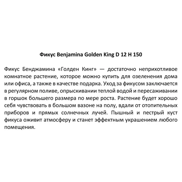 Фикус Benjamina Golden King 27x150 см