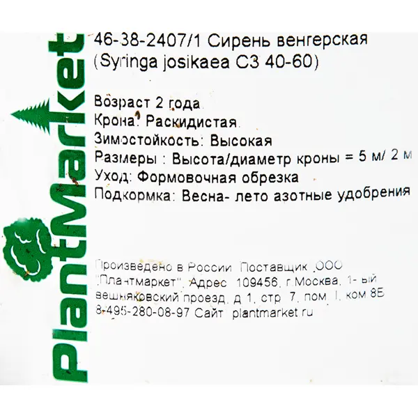 Сирень венгерская C3 40-60 см