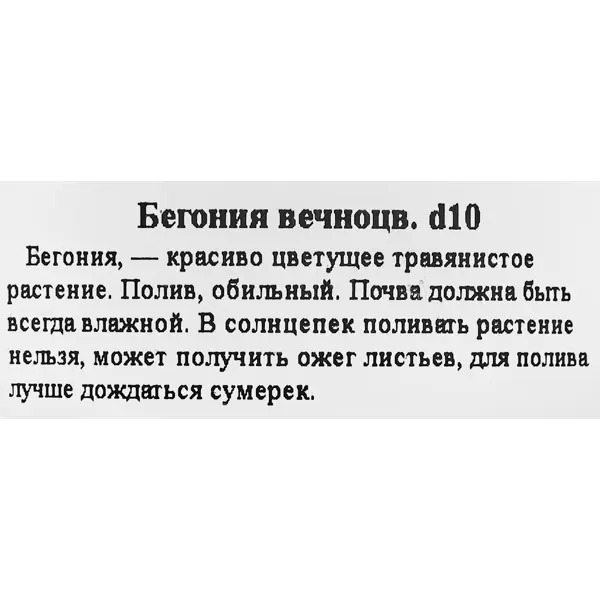 Бегония вечноцветущая ø10 h20 см