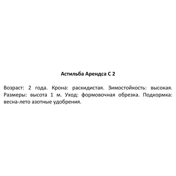 Астильба Глория Пурпурея ø14 h30 см