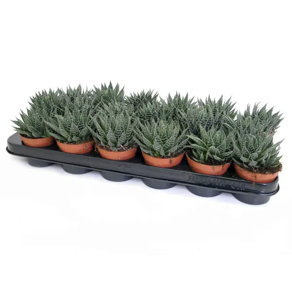 Алоэ Аристата ø8.5 h12 см