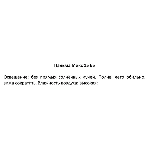 Пальма микс d15 h45