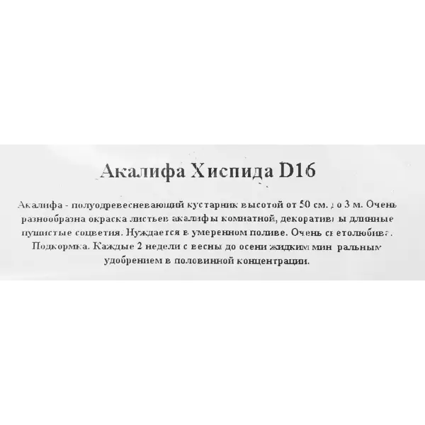Акалифа кашпо 16x25 см