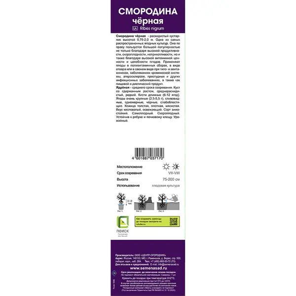 Смородина черная традиционная Ядреная коробка h39 см
