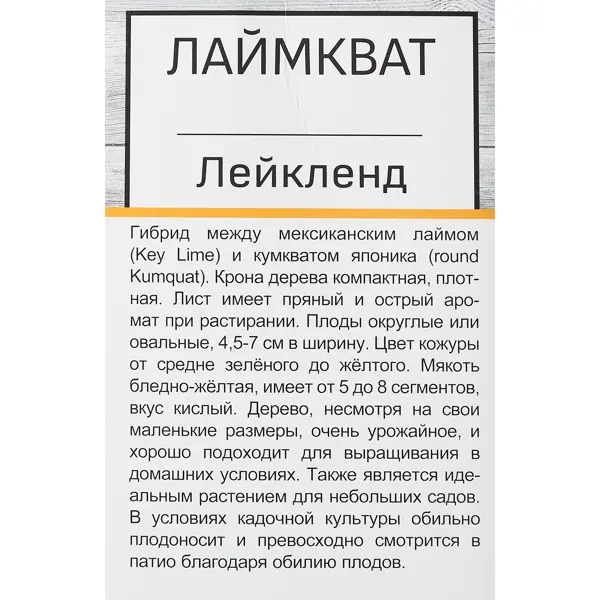 Цитрус Лаймкват Лейкленд h40 см