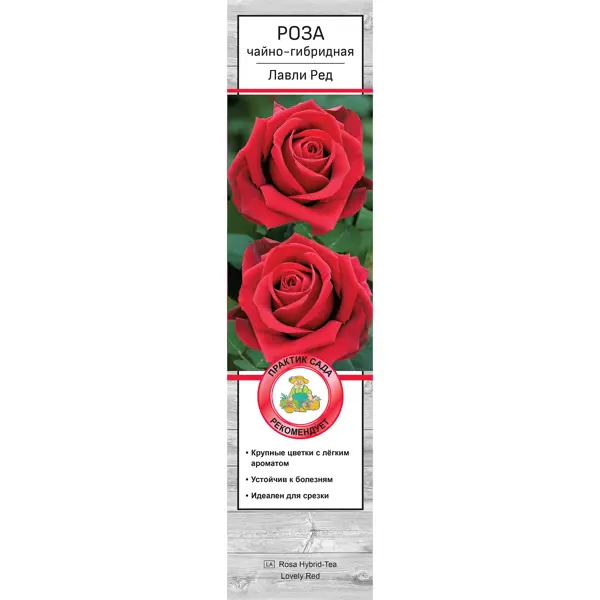 Роза чайно-гибридная Лавли ред h37 см