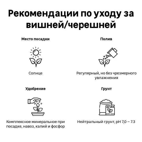 Черешня Овстуженка h200 см Поиск Инвест
