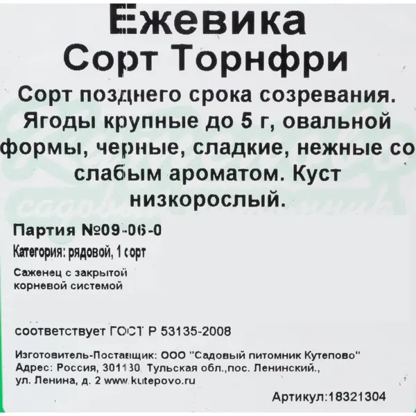 Ежевика С2, 50 см