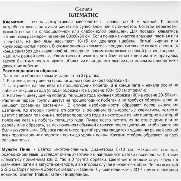 Клематис крупноцветковый Мульти Пинк ø5 h10 см