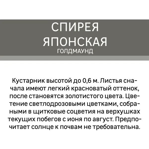 Спирея японская Голдмаунд С1.5