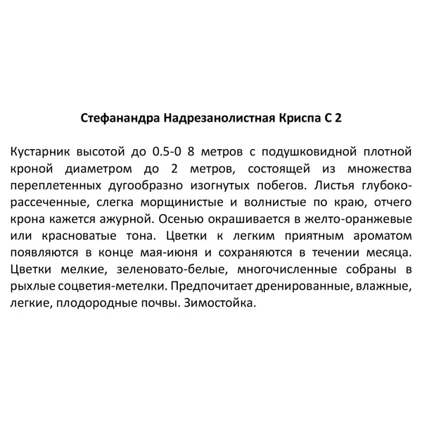 Стефанандра надрезанолистная ø15 h30 см Поиск Инвест