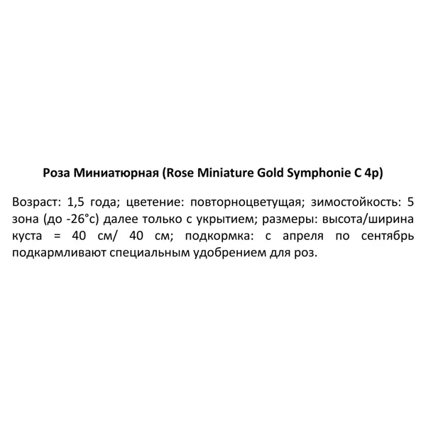 Роза миниатюрная Голд Симфони ø19 h55 см