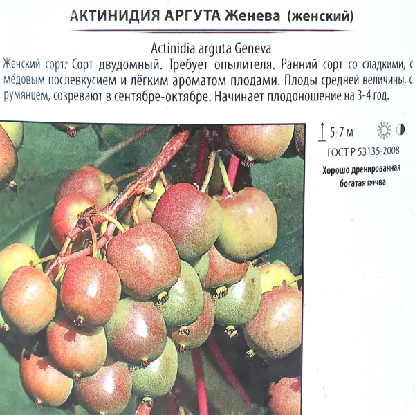 Актинидия аргута «Женева», контейнер 2 л