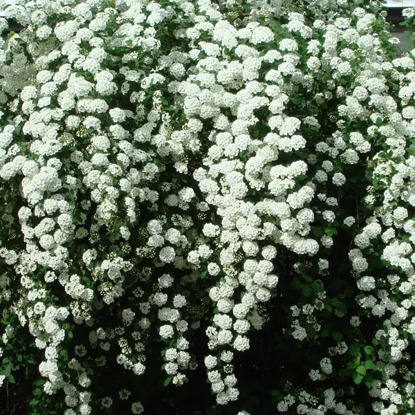 Спирея «Вангутта», С3/40-60 см