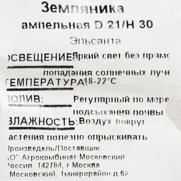 Рассада «Земляника ампельная», 40x19 см