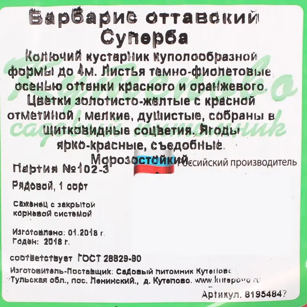 Барбарис оттавский С2 «Суперба» h40