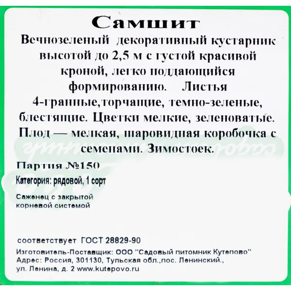 Самшит С2 h30