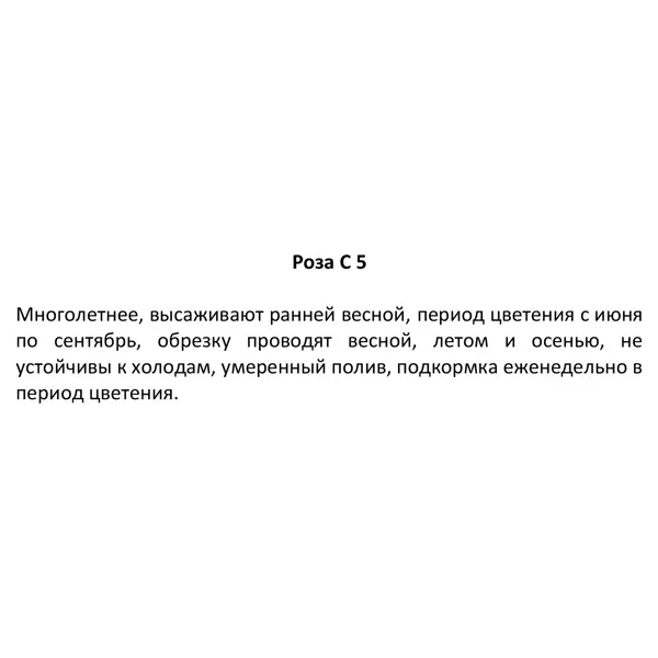 Роза ø19 h50 см