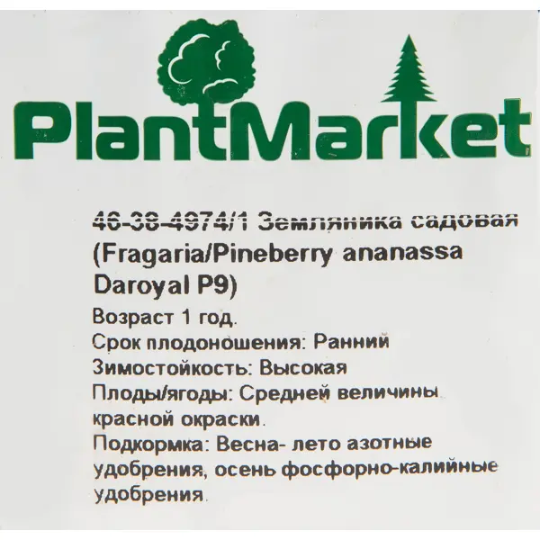 Земляника садовая «Дероял» 9x15 см